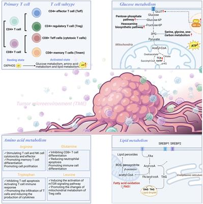 Advances in reprogramming of energy metabolism in tumor T cells